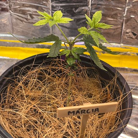 Márcia growlog timeline photo
