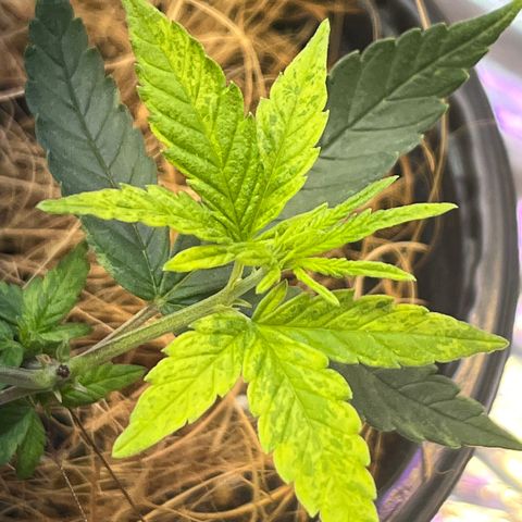 Márcia growlog timeline photo
