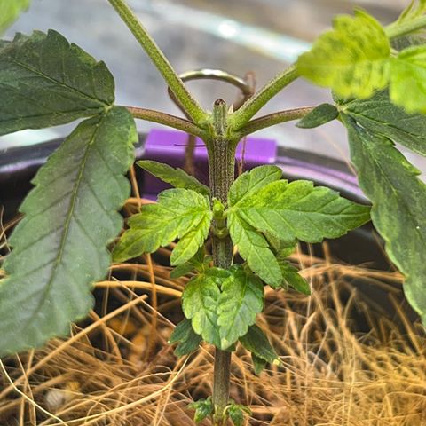 Márcia growlog timeline photo