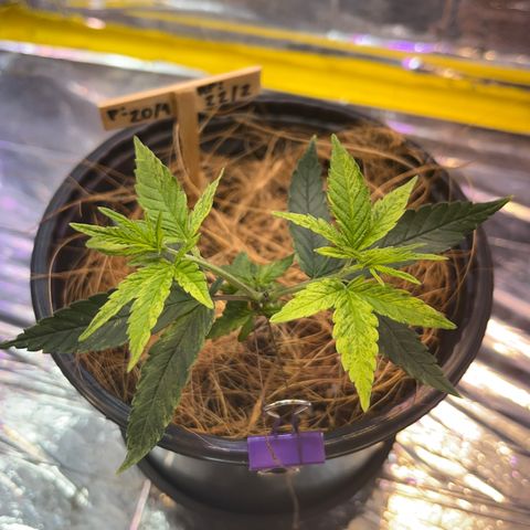 Márcia growlog timeline photo