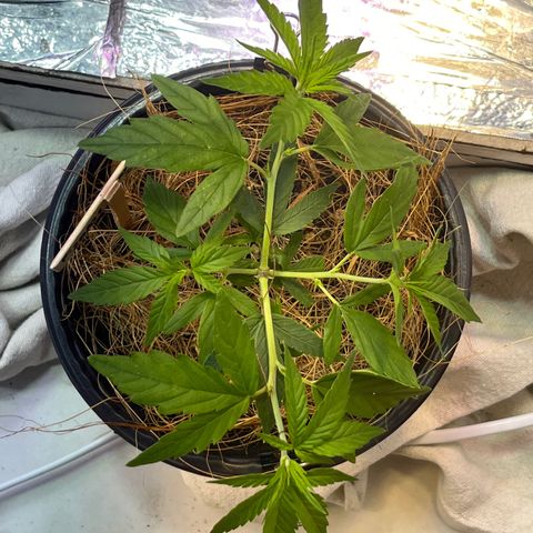 Roberta growlog timeline photo