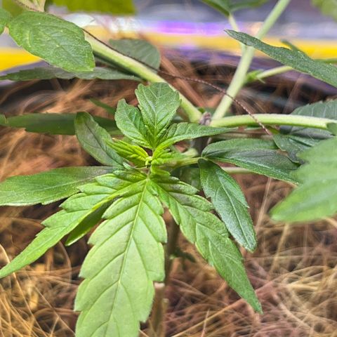 Roberta growlog timeline photo