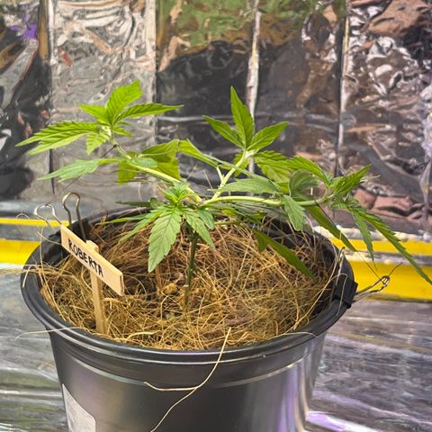 Roberta growlog timeline photo