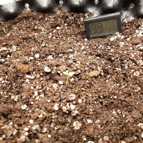 Blue Cheese growlog timeline photo