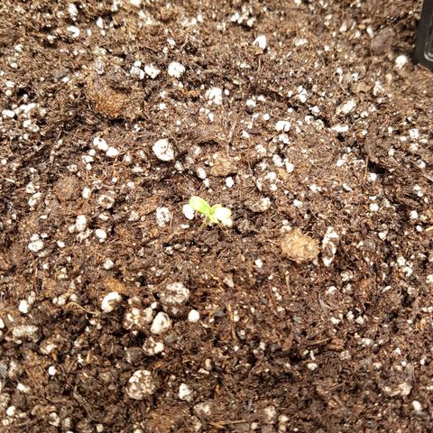 Blue Cheese growlog timeline photo