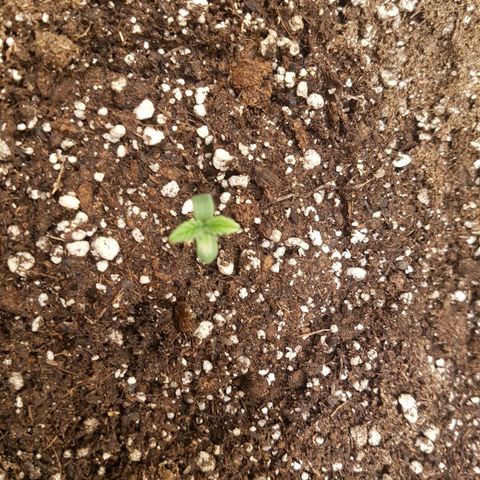 Blue Cheese growlog timeline photo