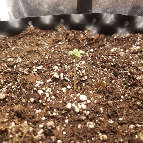 Blue Cheese growlog timeline photo