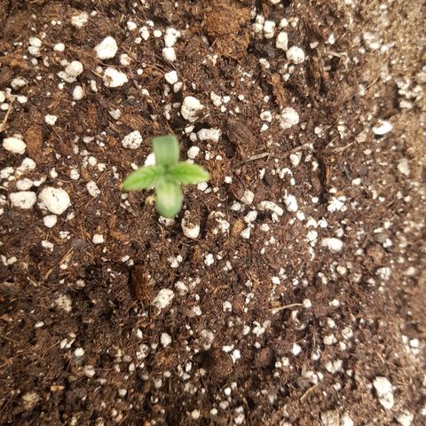Blue Cheese growlog timeline photo