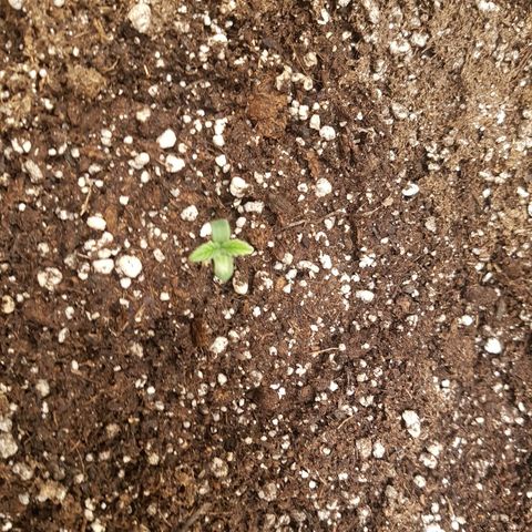 Blue Cheese growlog timeline photo