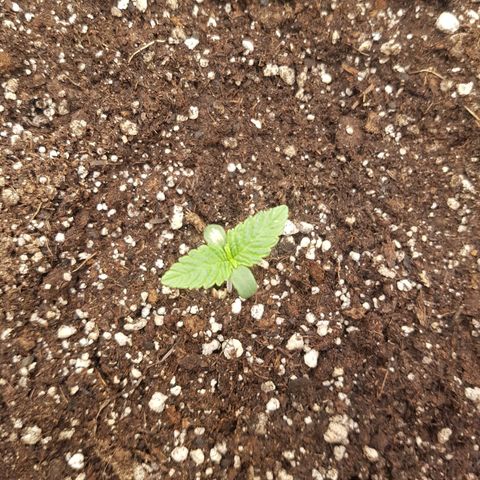 Blue Cheese growlog timeline photo