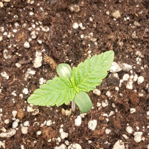 Blue Cheese growlog timeline photo