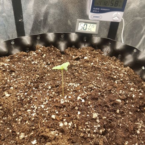 Blue Cheese growlog timeline photo