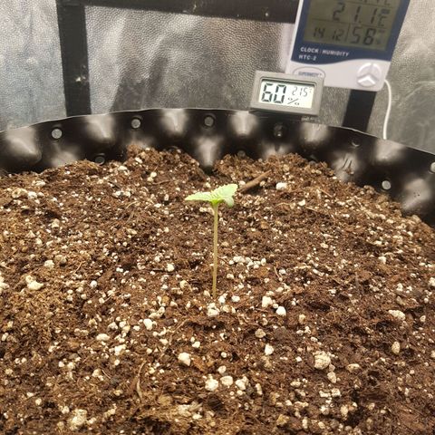 Blue Cheese growlog timeline photo