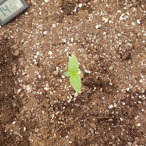 Blue Cheese growlog timeline photo