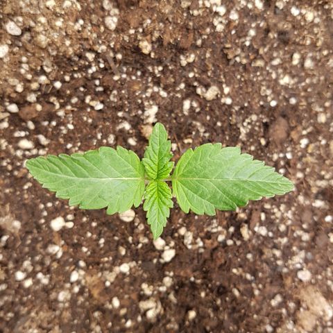 Blue Cheese growlog timeline photo