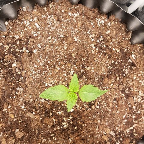 Blue Cheese growlog timeline photo
