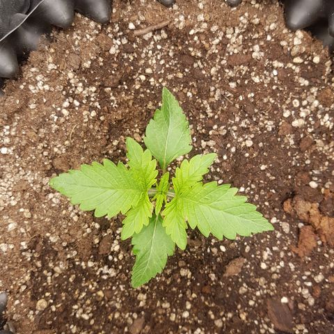 Blue Cheese growlog timeline photo