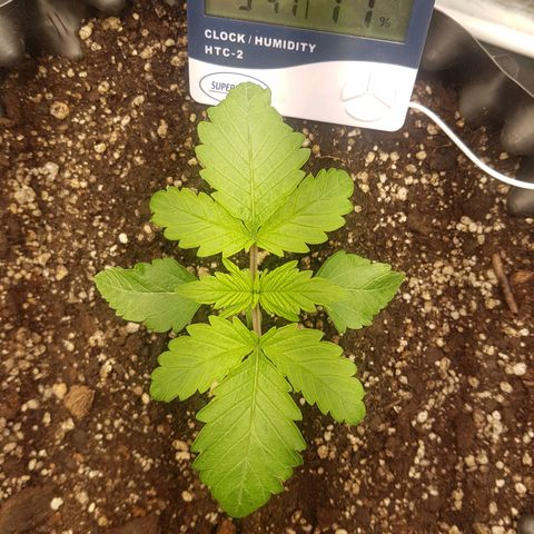 Blue Cheese growlog timeline photo