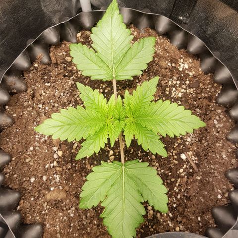 Blue Cheese growlog timeline photo