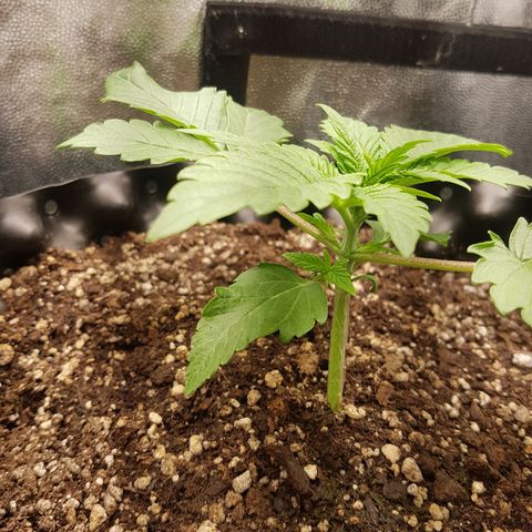 Blue Cheese growlog timeline photo