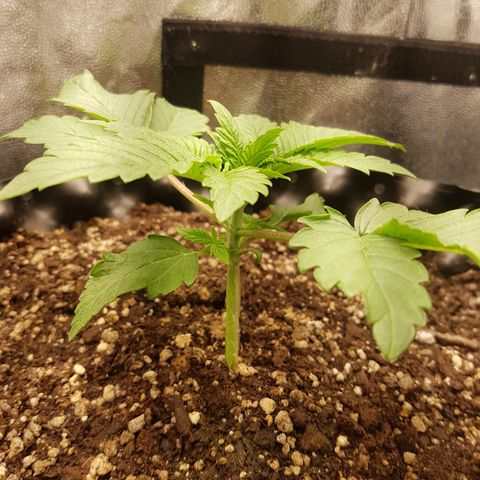 Blue Cheese growlog timeline photo