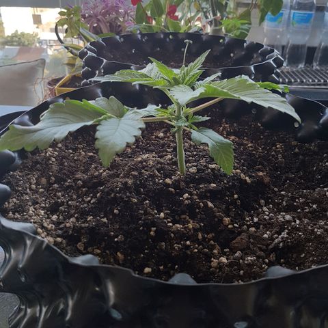 Blue Cheese growlog timeline photo