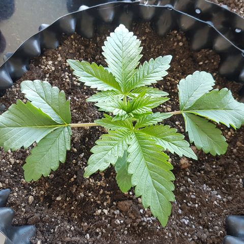 Blue Cheese growlog timeline photo