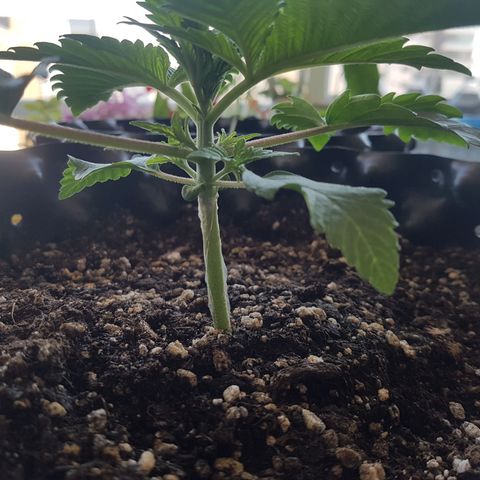 Blue Cheese growlog timeline photo