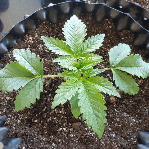 Blue Cheese growlog timeline photo