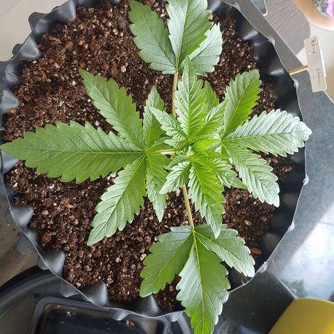 Blue Cheese growlog timeline photo