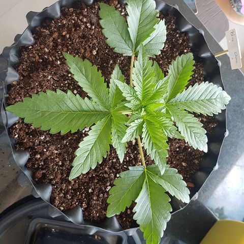 Blue Cheese growlog timeline photo