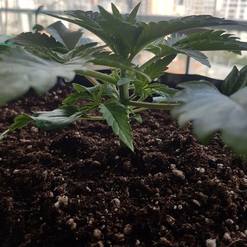 Blue Cheese growlog timeline photo