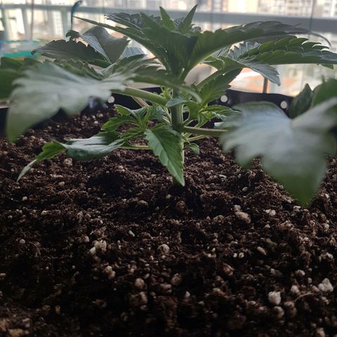Blue Cheese growlog timeline photo
