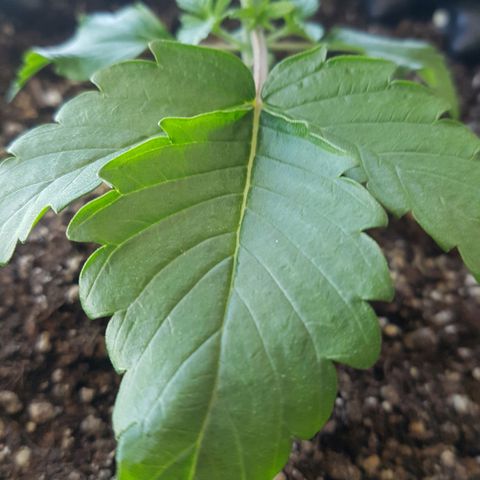 Blue Cheese growlog photo: Tudo ok até aqui.
Crescimento dentro do esperado
Tentando manter VPD adequado
Temperatura sempre entre 17 e 24 graus.
Muito frio no começo, depois melhorou um pouco mas com mais previsão de frio.
Mantive até aqui humidade na casa dos 70% mas ideal em baixa temperatura é umidade em 60%.
Algumas folhas curvaram pequenas dobras na base e lateral. Mas foi apenas as folhas jovens. Aparenta ser nada grave.
Olhando bem de perto vejo pequenas manchas escuras entre os nervos das folhas. Estou analisando o que pode ser.