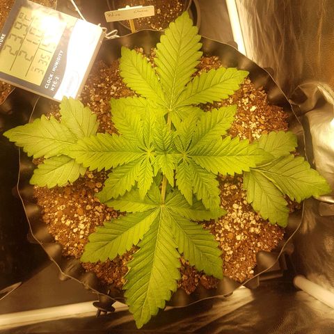 Blue Cheese growlog photo: Senti algumaa folhas enrugadas e meio gordinhas no meio, nas nervuras