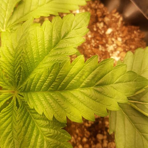 Blue Cheese growlog photo: Senti algumaa folhas enrugadas e meio gordinhas no meio, nas nervuras