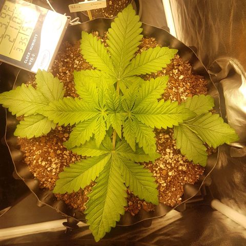 Blue Cheese growlog photo: Senti algumaa folhas enrugadas e meio gordinhas no meio, nas nervuras