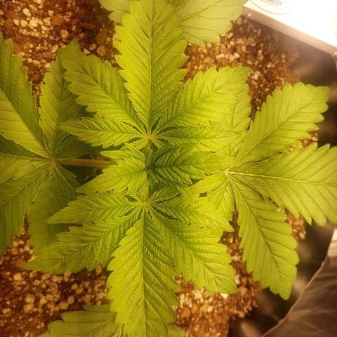 Blue Cheese growlog photo: Senti algumaa folhas enrugadas e meio gordinhas no meio, nas nervuras