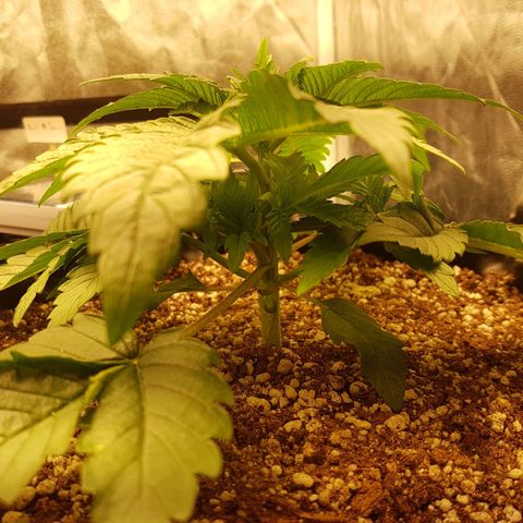 Blue Cheese growlog photo: Bom desenvolvimento
Ainda um pouco mucha/enrugada talvez pelo excesso de água
O tempo ta muito frio