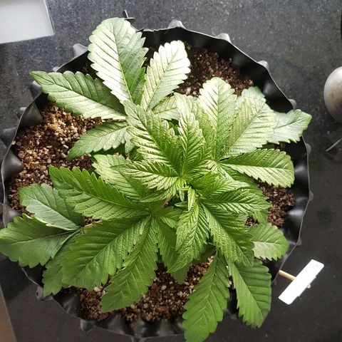 Blue Cheese growlog photo: Bom desenvolvimento
Ainda um pouco mucha/enrugada talvez pelo excesso de água
O tempo ta muito frio