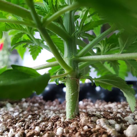 Blue Cheese growlog photo: Bom desenvolvimento
Ainda um pouco mucha/enrugada talvez pelo excesso de água
O tempo ta muito frio