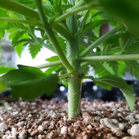 Blue Cheese growlog photo: Bom desenvolvimento
Ainda um pouco mucha/enrugada talvez pelo excesso de água
O tempo ta muito frio
