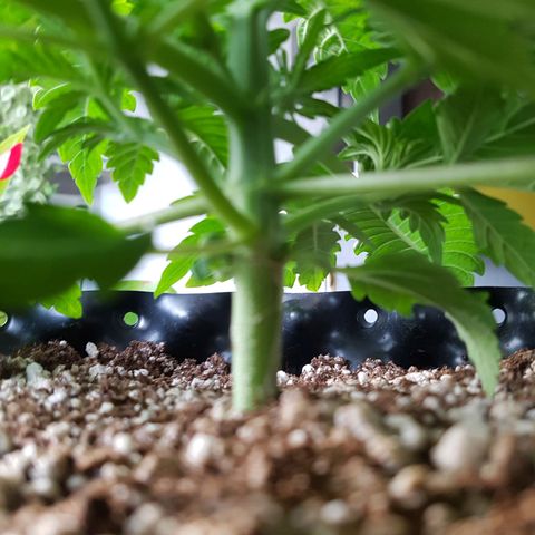 Blue Cheese growlog photo: Bom desenvolvimento
Ainda um pouco mucha/enrugada talvez pelo excesso de água
O tempo ta muito frio