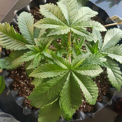 Blue Cheese growlog photo: Poda top
Lst
Desfoliacao