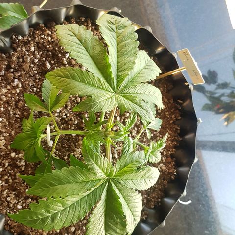 Blue Cheese growlog photo: Poda top
Lst
Desfoliacao