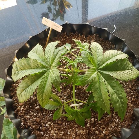 Blue Cheese growlog photo: Poda top
Lst
Desfoliacao