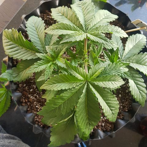 Blue Cheese growlog photo: Poda top
Lst
Desfoliacao