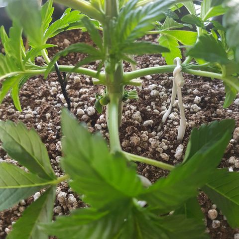 Blue Cheese growlog photo: Poda top
Lst
Desfoliacao