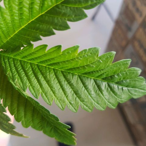 Blue Cheese growlog photo: Poda top
Lst
Desfoliacao