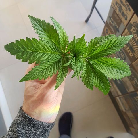 Blue Cheese growlog photo: Poda top
Lst
Desfoliacao